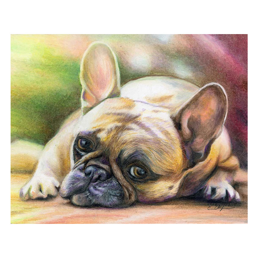 french-bulldog